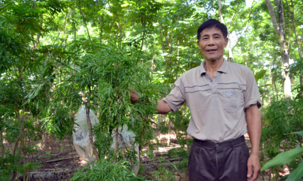 Bình Phước: Ông nông dân trồng loại cây cực quý, bán một cây tậu được mấy...lượng vàng 9999