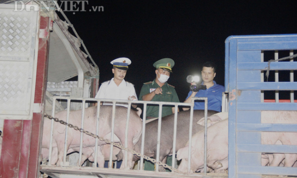Trắng đêm thông quan gần 2.500 con lợn nhập từ Thái Lan về cửa khẩu Lao Bảo