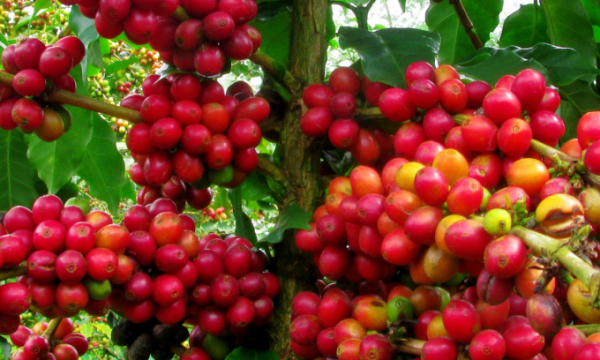 Giá cà phê hôm nay 2/7: Tiếp đà tăng thế giới, cà phê trong nước tăng 200 đồng/kg