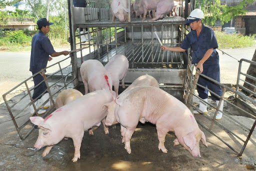 Giá heo hơi hôm nay 16/7: Thái Lan cấm xuất khẩu heo sống sang Việt Nam?