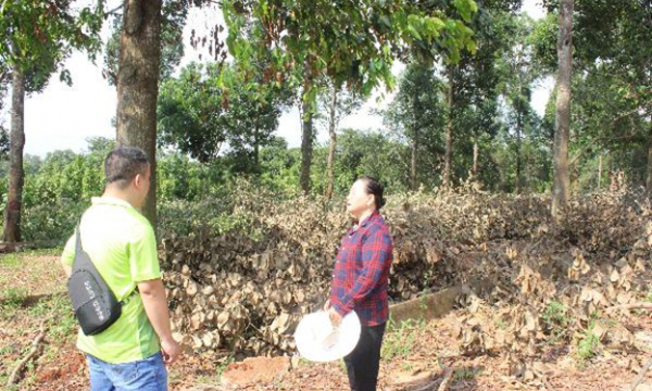 Xuân Tâm (Xuân Lộc – Đồng Nai): Nỗi khổ của hàng trăm hộ dân hơn 30 năm trồng rừng nhưng không được khai thác