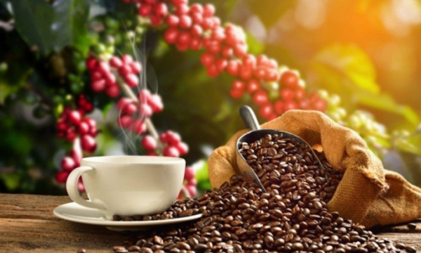Giá cà phê hôm nay 29/7: Giảm nhẹ theo thế giới, dao động 31.900 - 32.400 đồng/kg