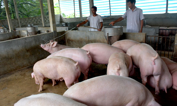 Giá lợn hơi hôm nay 30/7: Giá thịt heo cao chót vót, Thủ tướng yêu cầu tăng nhập khẩu