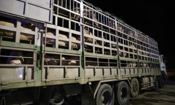 Vụ Gian dối cách ly, lợn nhập khẩu chạy thẳng về… lò mổ: Có dấu hiệu của hành vi “vận chuyển hàng cấm”