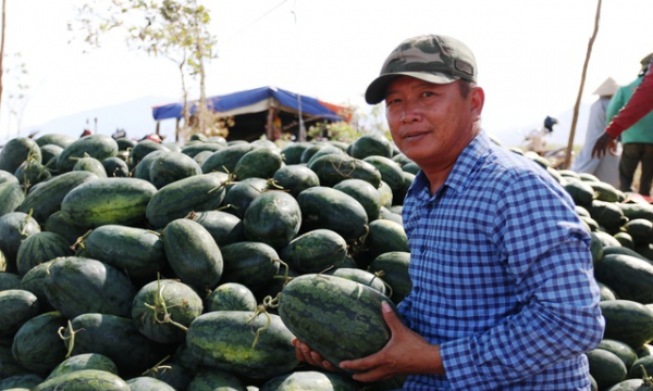 Ninh Thuận: Nông dân 'khóc ròng' vì dưa hấu vụ Tết rớt giá thảm, không có ai mua