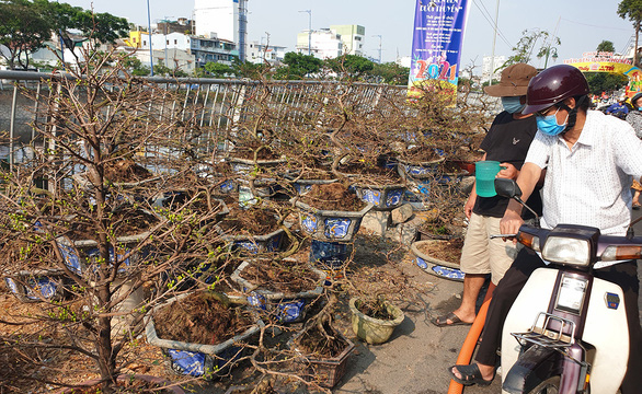 Mang 1.000 cây đào vào Sài Gòn, 3 ngày bán được 10 cây...