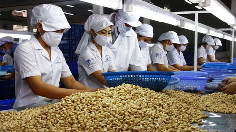 Xuất khẩu điều Việt Nam lần đầu tiên vượt 500 ngàn tấn