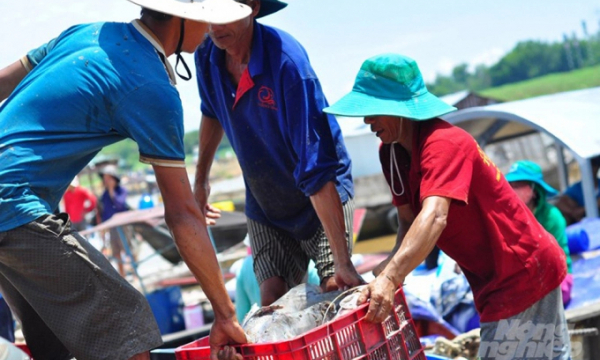 Đồng Nai: Hình thành 8 vùng nuôi thủy sản đạt tiêu chuẩn VietGAP