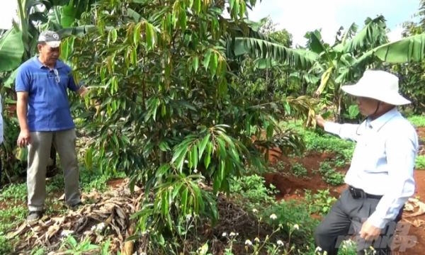 Độc đáo trồng sầu riêng xen chuối