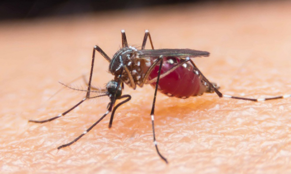 Mỹ thả 750 triệu con muỗi ra tự nhiên