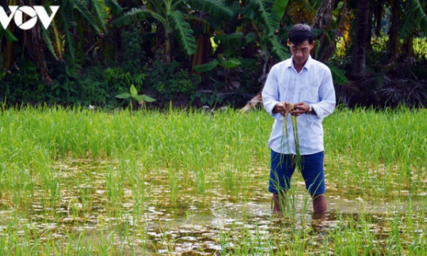 Diễn biến mới vụ phun thuốc diệt cỏ làm chết lúa ở Cà Mau
