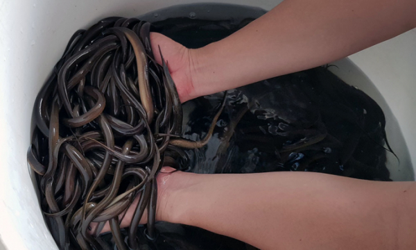 Giật mình cảnh hàng nghìn con lươn cuộn trong can nhựa