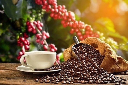 Giá cà phê hôm nay 19/9: Giảm mạnh ở một số địa phương do chịu tác động từ thị trường thế giới