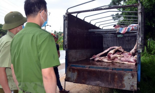 Phát hiên gần 1 tấn lợn và thịt lợn mắc dịch tả lợn châu Phi