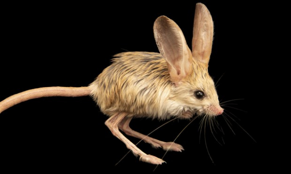 Jerboa: Loài vật đáng yêu được kết hợp từ chuột, thỏ, lợn, chuột túi?