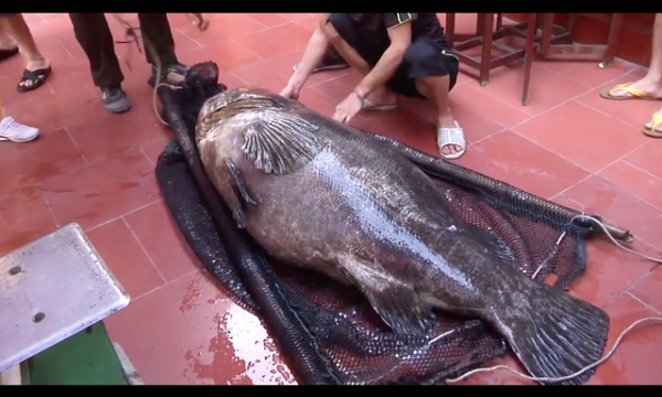 Nhà giàu Việt chi trăm triệu đồng mua cá song vang nặng cả tạ về... ăn gỏi