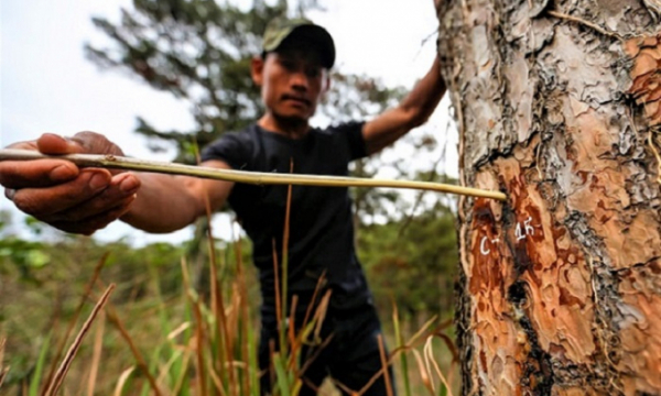Lâm Đồng: 50 cây thông ở Vườn Quốc gia Bidoup - Núi Bà bị 'bức tử'