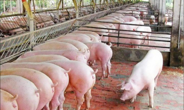 Giá lợn hơi tiếp tục giảm nhẹ trên cả 3 miền