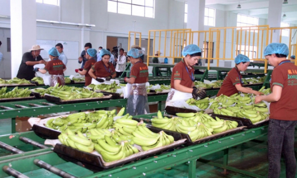 Xuất khẩu chuối của Campuchia tăng đột biến