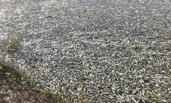 Gần 50 tấn cá trong ao chết bất thường