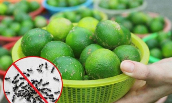 Cách trị muỗi, kiến, gián đầy hữu hiệu và an toàn chỉ bằng 1 quả chanh leo