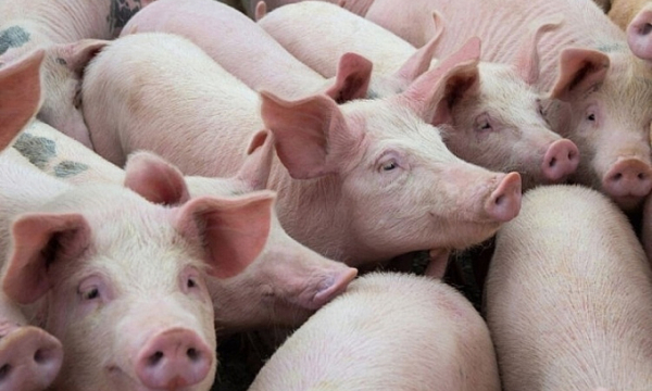 Giá lợn hơi hôm nay 15/10: Miền Bắc xuất hiện mức giá 60.000 đồng/kg