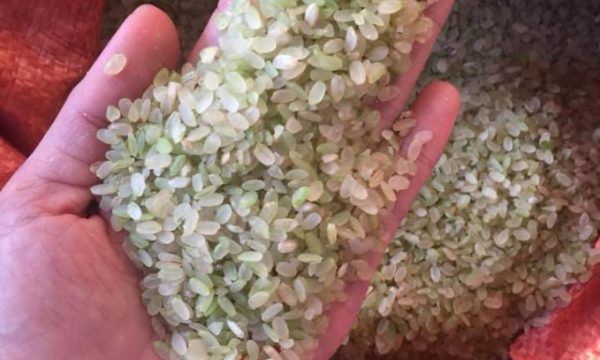 Đặc sản Yên Bái: Loại gạo ngậm sương, không dám phơi nắng