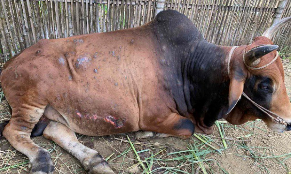 Lần đầu tiên xuất hiện loại bệnh kỳ lạ trên trâu bò ở Việt Nam