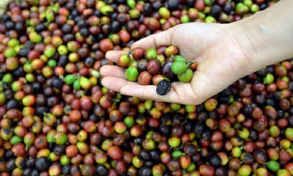 Thị trường giá nông sản ngày 6/11: Giá cà phê tăng, tiêu giảm 500 – 1.000 đồng/kg
