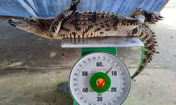 Nông dân Bạc Liêu bắt được cá sấu ngoài ruộng