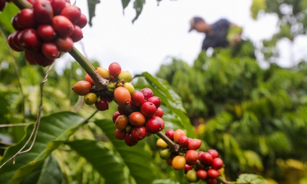 Giá cà phê hôm nay 9/11: Giữ giá 33 triệu đồng/tấn, xuất khẩu cà phê toàn cầu đang giảm
