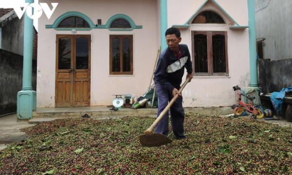 Nông dân Kon Tum chồng chất khó khăn khi bước vào vụ thu hoạch cà phê
