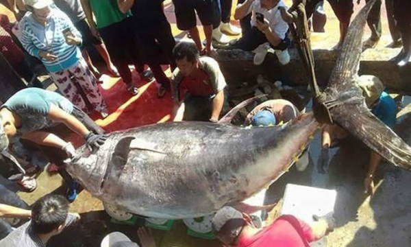 Xuất khẩu cá ngừ: Các nước tranh mua, đặc sản Việt 1 năm lịch sử hiếm có
