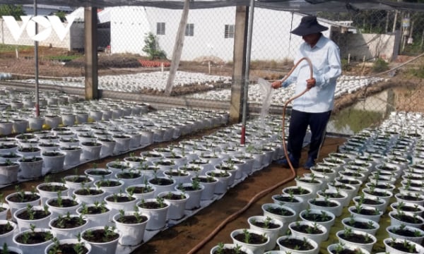 Thị trường hoa Tết Tân Sửu: Tiền Giang sẵn sàng 1 triệu giỏ hoa
