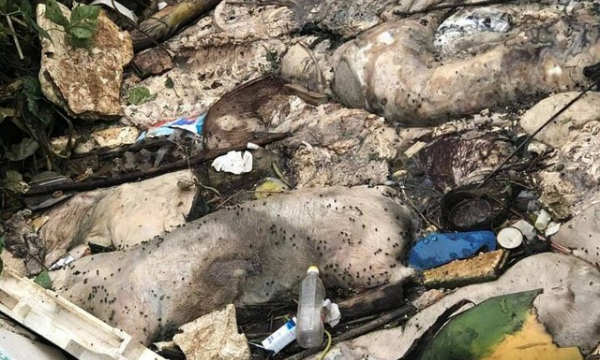 Thừa Thiên Huế: Kinh hãi nhiều xác lợn chết nổi trên sông Hương, ngay gần lò mổ