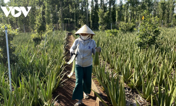 Cây nha đam giúp nông dân ở Bà Rịa- Vũng Tàu 'đổi đời'