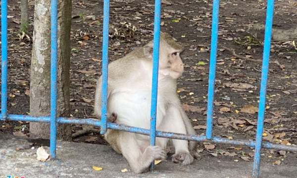 Bắn thuốc mê để di dời đàn khỉ khỏi Tòa thánh ở Tây Ninh