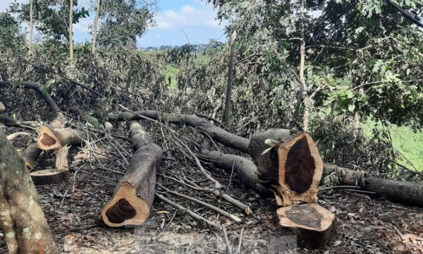 Chặt hơn 200 cây gỗ không báo cáo cấp trênChặt hơn 200 cây gỗ không báo cáo cấp trên