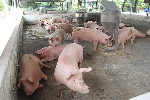 Giá lợn hơi hôm nay 1/12: Điều chỉnh nhẹ tại một số địa phương