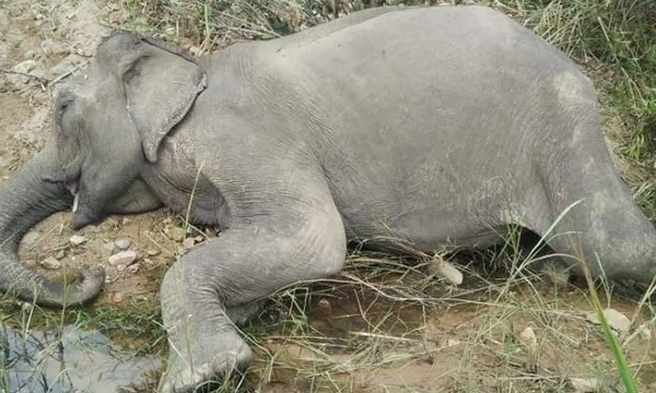 Con voi cuối cùng ở Bắc Tây Nguyên gục chết bên bờ sông