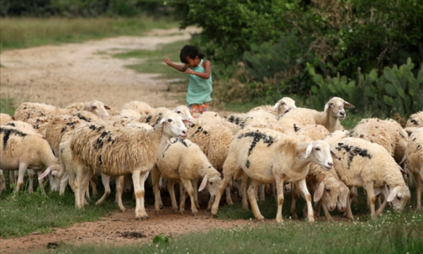 Ở “kinh đô cừu” Ninh Thuận