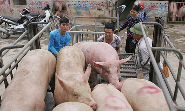 Giá lợn hơi hôm nay 7/12: Biến động từ 1.000 - 2.000 đồng/kg