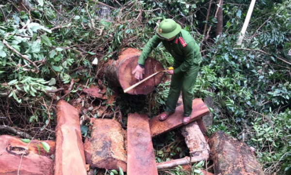 Quảng Bình bắt vụ phá rừng quy mô lớn