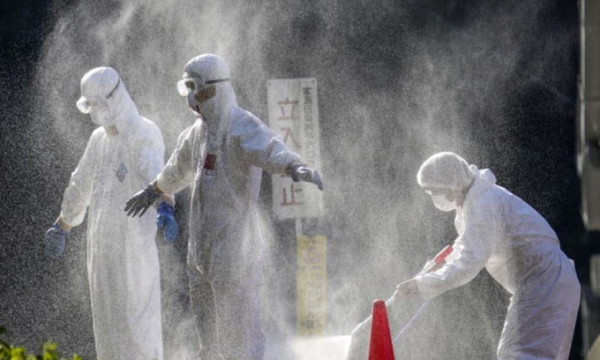 FAO cảnh báo chủng cúm gia cầm ở Đông Á cực nguy hiểm