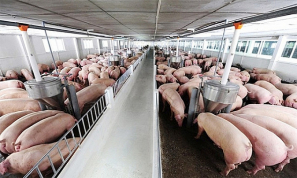 Giá lợn hơi hôm nay 19/12: Giảm 1.000 - 2.000 đồng/kg
