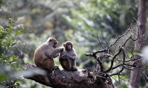 Ra đảo thăm đàn khỉ được tiêm thử nghiệm vaccine COVID-19
