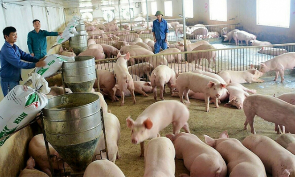 Giá lợn hơi hôm nay 30/12: 2 miền Trung - Nam tiếp tục tăng 1.000 - 2.000 đồng/kg