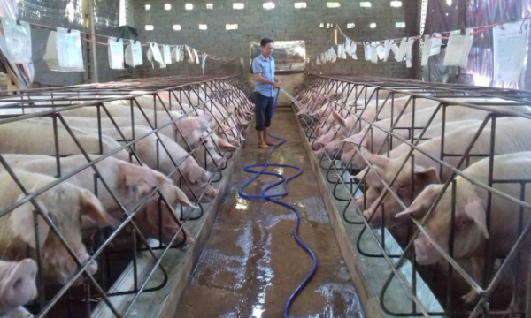 Giá lợn hơi hôm nay 1/1: Cả 3 miền tiếp tục tăng 1.000 - 3.000 đồng/kg