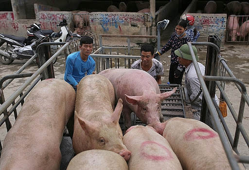 Giá lợn hơi hôm nay 5/1: Có nơi tăng 1.000 - 2.000 đồng/kg
