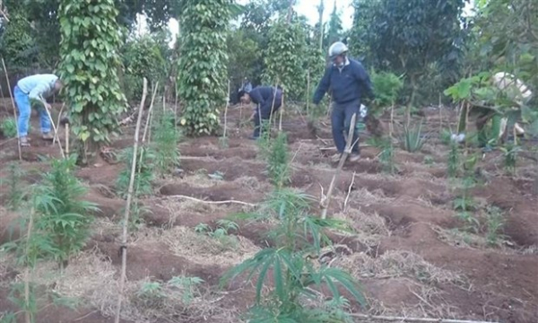 Đắk Lắk: Tạm giữ đối tượng trồng trái phép hơn 1.000 cây cần sa